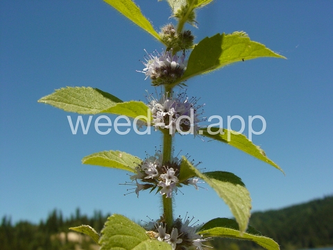 mint, field